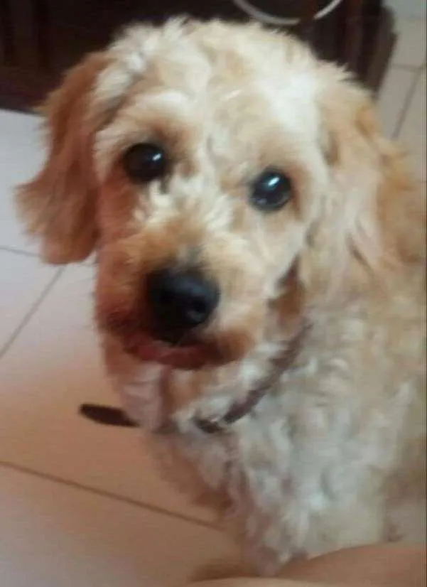 Cachorro ra a Mix de Poodle idade 6 ou mais anos nome Nick