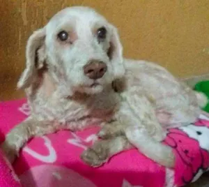 Cachorro raça Poodle idade 6 ou mais anos nome Fofucho