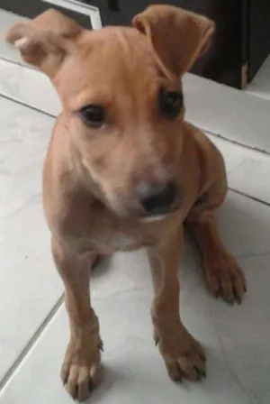 Cachorro raça SRD idade 2 a 6 meses nome sem nome