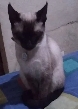 Gato raça Siamês idade 2 a 6 meses nome Aki