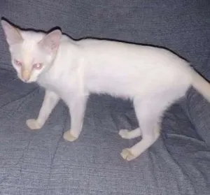 Gato raça Setter idade 2 a 6 meses nome WILE