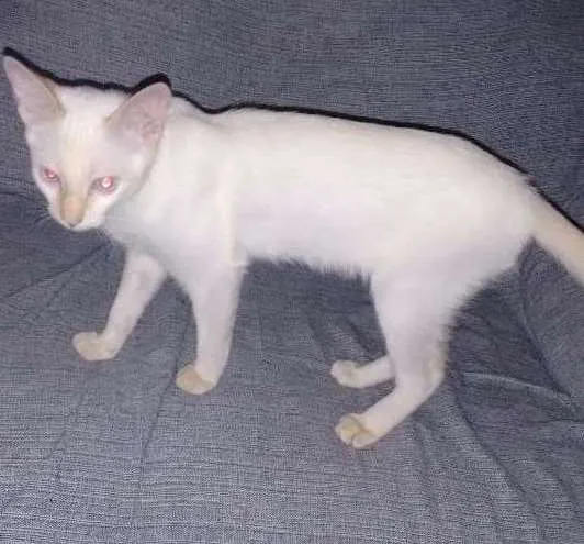 Gato ra a Setter idade 2 a 6 meses nome WILE