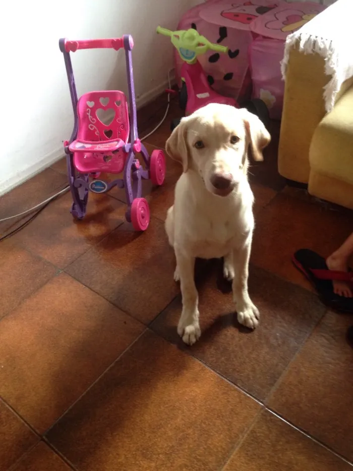 Cachorro ra a Labrador  idade 7 a 11 meses nome Kratos