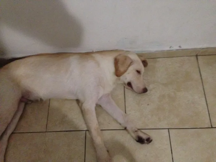 Cachorro ra a Labrador  idade 7 a 11 meses nome Kratos