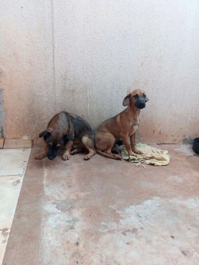 Cachorro ra a Não sei idade 7 a 11 meses nome Gumbal e Darvyn