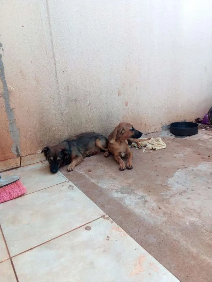 Cachorro ra a Não sei idade 7 a 11 meses nome Gumbal e Darvyn