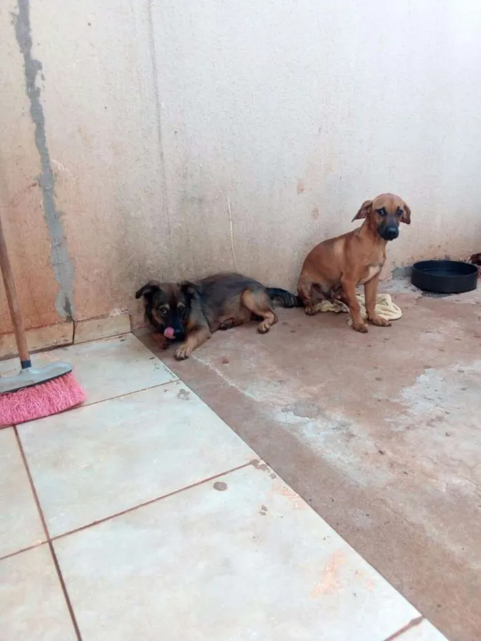 Cachorro ra a Não sei idade 7 a 11 meses nome Gumbal e Darvyn