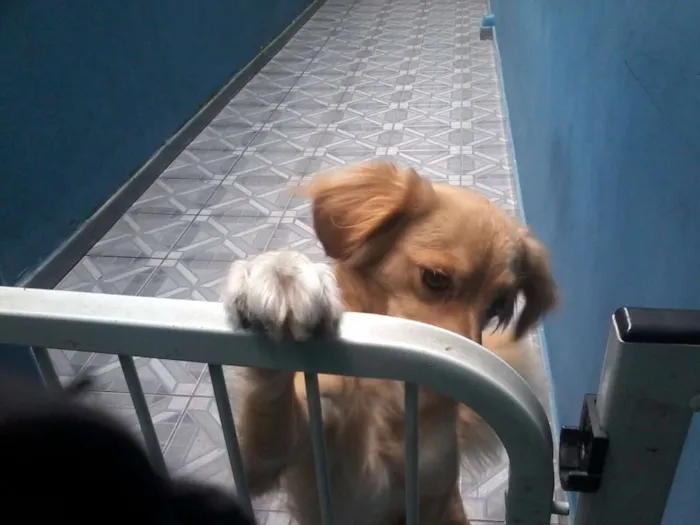 Cachorro ra a Mistura idade 1 ano nome Pepa