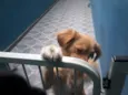 Pepa