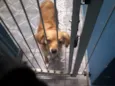 Pepa