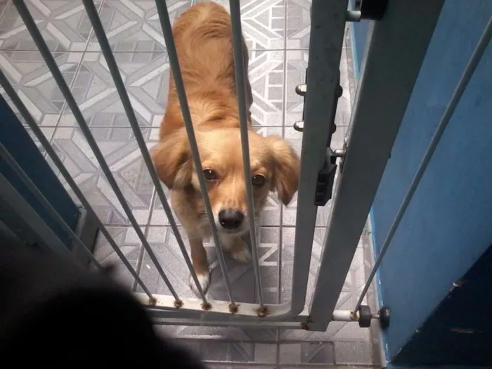 Cachorro ra a Mistura idade 1 ano nome Pepa
