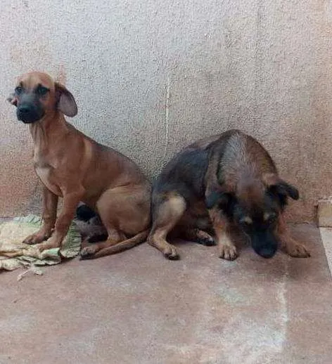 Cachorro ra a Não sei idade 7 a 11 meses nome Gumbal e Darvyn