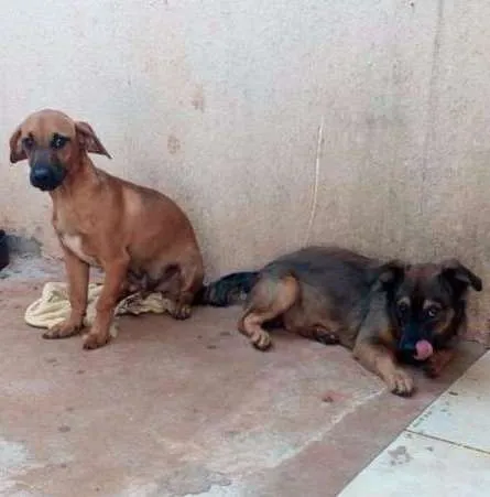 Cachorro ra a Não sei idade 7 a 11 meses nome Gumbal e Darvyn