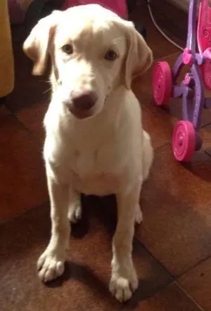 Cachorro raça Labrador  idade 7 a 11 meses nome Kratos
