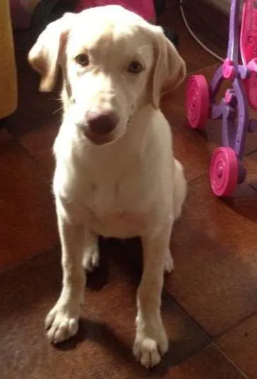 Cachorro ra a Labrador  idade 7 a 11 meses nome Kratos