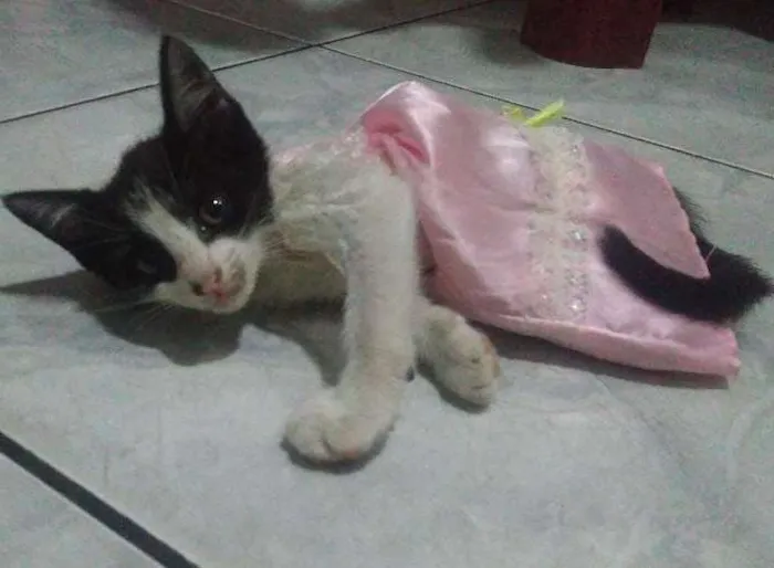 Gato ra a Vira-lata idade 2 a 6 meses nome Bartolomeia