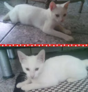 Gato raça sem raça definida idade 2 a 6 meses nome Uiny e milka