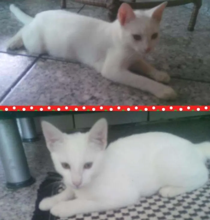 Gato ra a sem raça definida idade 2 a 6 meses nome Uiny e milka