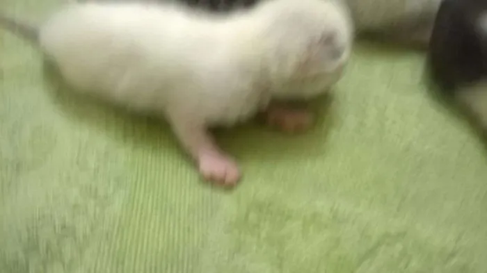 Gato raça Vira-latas com siamês  idade Abaixo de 2 meses nome Sem nomes