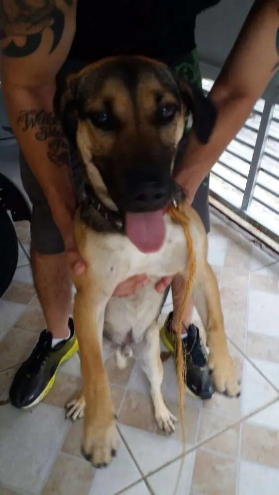 Cachorro ra a Mestiço idade 1 ano nome Não coloquei nome ne
