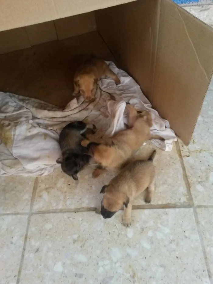 Cachorro raça Puro Amor idade Abaixo de 2 meses nome Ao seu gosto