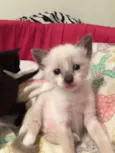 Tieta