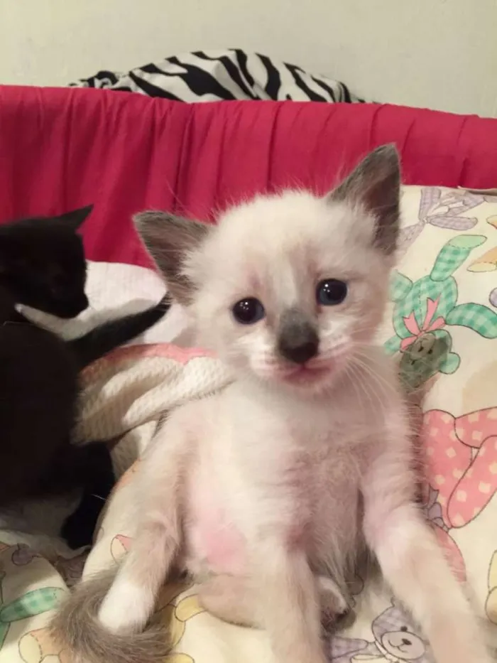 Gato ra a siames mix idade Abaixo de 2 meses nome Tieta