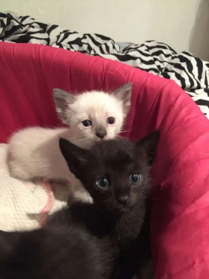 Gato ra a siames mix idade Abaixo de 2 meses nome Tieta