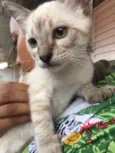 Tieta