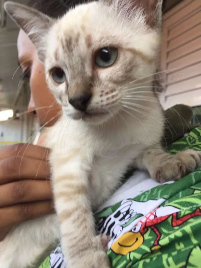 Gato ra a siames mix idade Abaixo de 2 meses nome Tieta