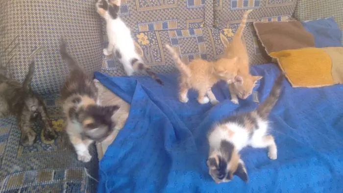 Gato raça Não sei idade Abaixo de 2 meses nome Não tem