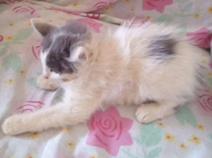 Gato ra a idade 2 a 6 meses nome Sua escolha