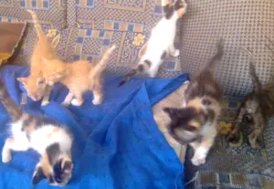 Gato raça Não sei idade Abaixo de 2 meses nome Não tem