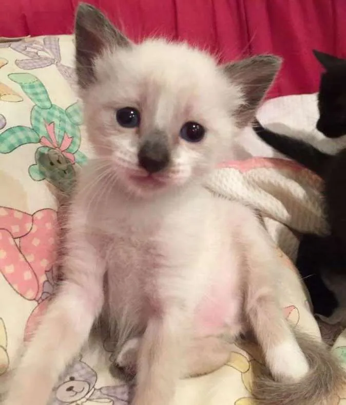Gato ra a siames mix idade Abaixo de 2 meses nome Tieta