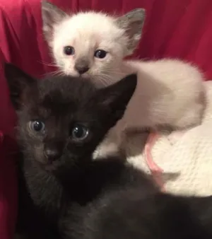 Gato raça siames mix idade Abaixo de 2 meses nome Tieta