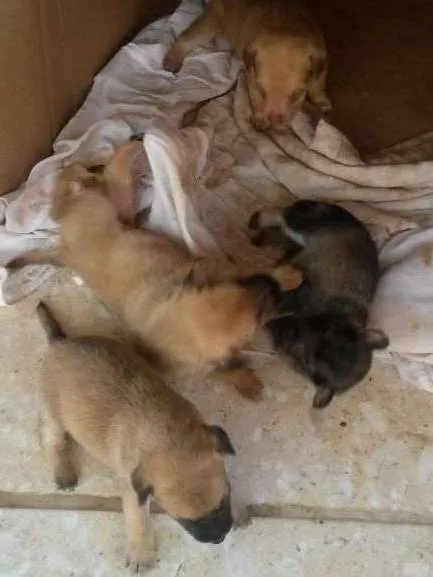 Cachorro raça Puro Amor idade Abaixo de 2 meses nome Ao seu gosto