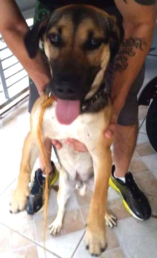 Cachorro ra a Mestiço idade 1 ano nome Não coloquei nome ne