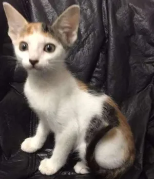 Gato raça  idade 2 a 6 meses nome Glorinha