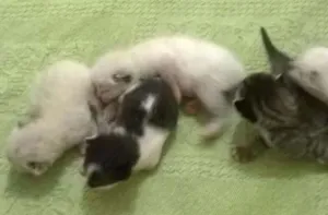 Gato raça Vira-latas com siamês  idade Abaixo de 2 meses nome Sem nomes