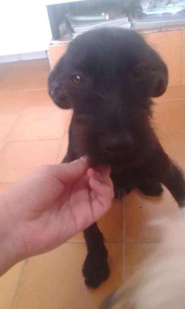 Cachorro ra a Barbuda idade 7 a 11 meses nome Neguinha e nina