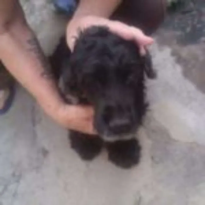 Cachorro ra a coker idade 6 ou mais anos nome xena