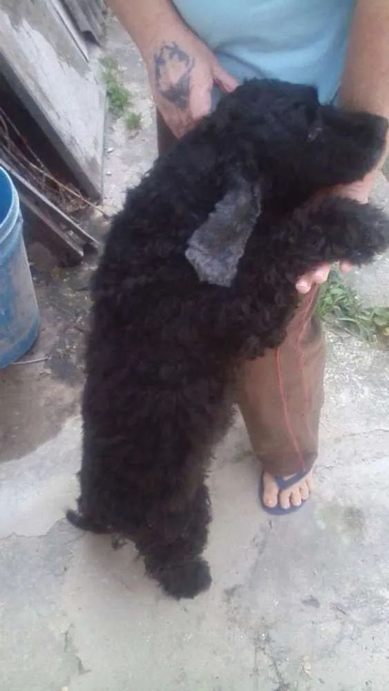 Cachorro ra a coker idade 6 ou mais anos nome xena