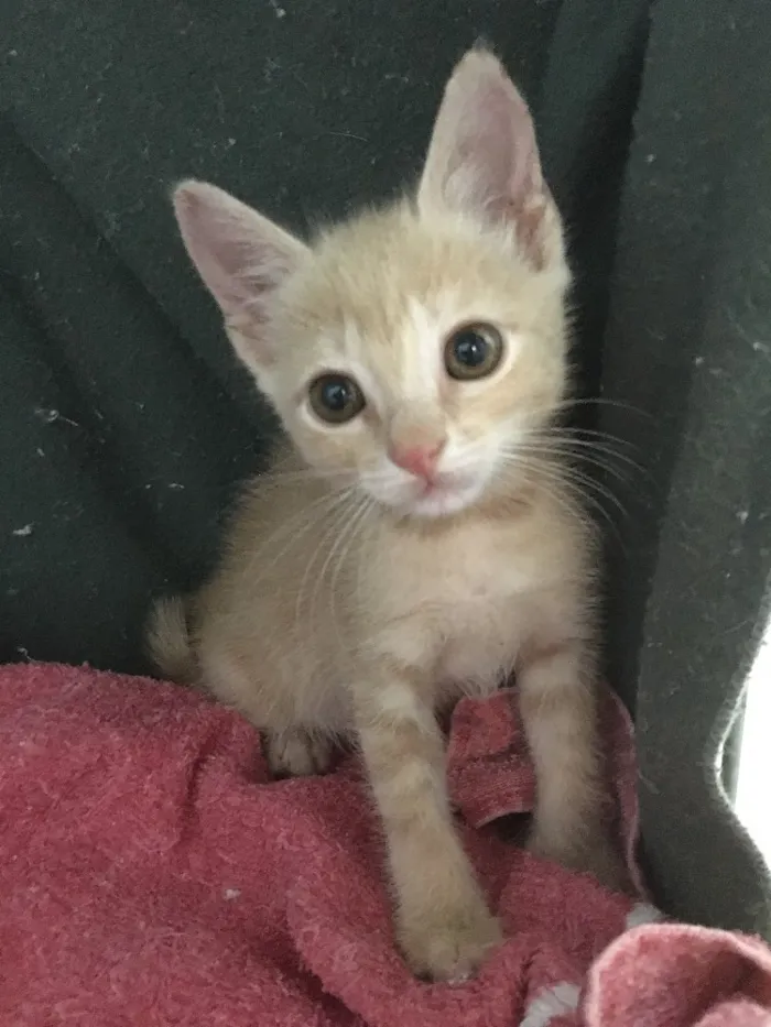 Gato ra a SRD idade 2 a 6 meses nome Amanda