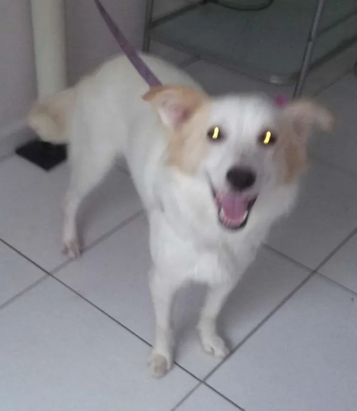 Cachorro raça SRD idade  nome Princesa