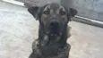 Cachorro raça viralata idade 1 ano nome laika