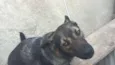 Cachorro raça viralata idade 1 ano nome laika