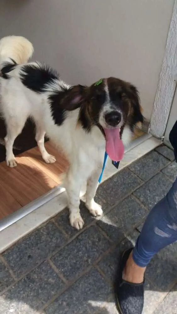 Cachorro ra a Srd idade 7 a 11 meses nome Rodolfo