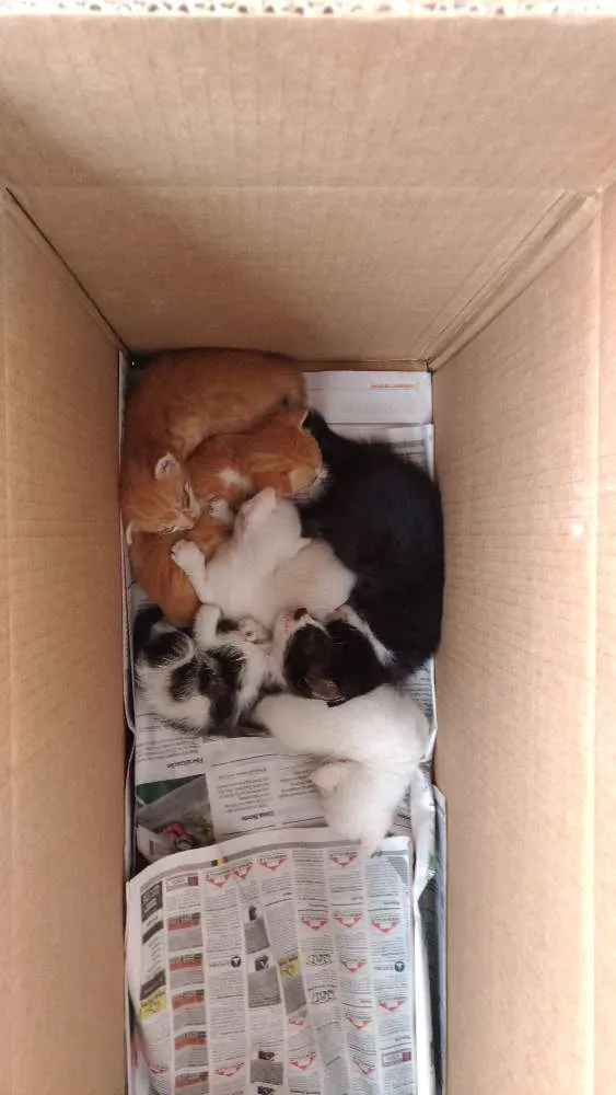 Gato ra a Mestiço idade Abaixo de 2 meses nome Lili