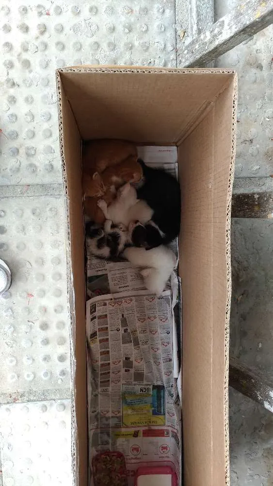 Gato ra a Mestiço idade Abaixo de 2 meses nome Lili