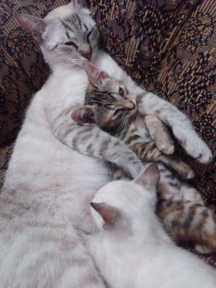 Gato ra a Viralata idade 2 a 6 meses nome Luiza,  mel, e estre
